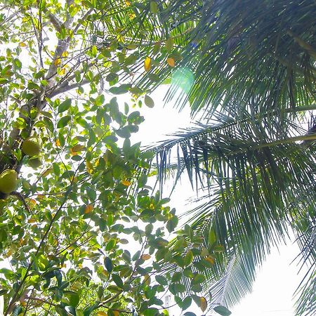 Dedunu Home Bentota Dış mekan fotoğraf